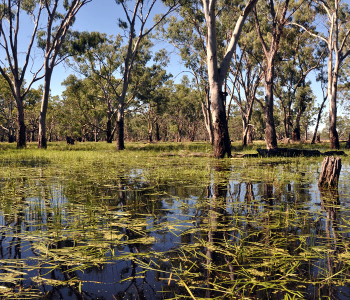 One of Australia’s biggest wetlands restorations has been jeopardised by pu...