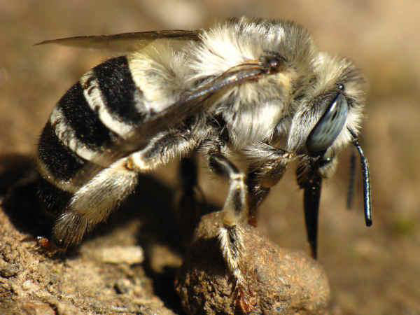 ground bee