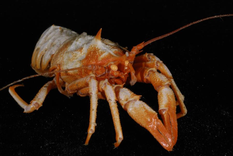 galacantha_sp_squat_lobster